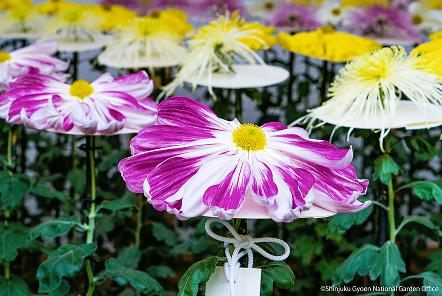 [写真 15] 新宿御苑伝統の「菊花壇展」。（クリックで拡大）