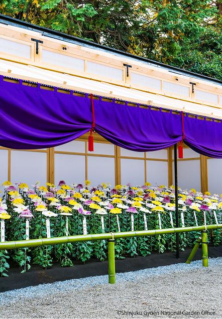 [写真 16] 新宿御苑伝統の「菊花壇展」。（クリックで拡大）