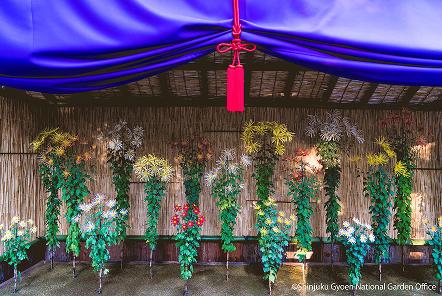 [写真 17] 新宿御苑伝統の「菊花壇展」。（クリックで拡大）