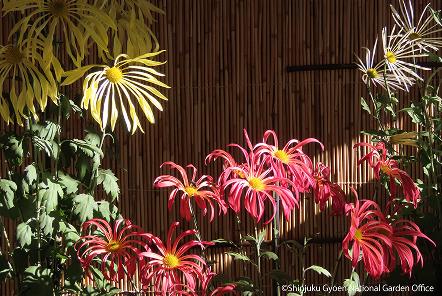 [写真 18] 新宿御苑伝統の「菊花壇展」。（クリックで拡大）