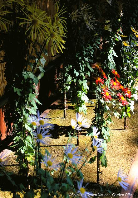 [写真 19] 新宿御苑伝統の「菊花壇展」。（クリックで拡大）