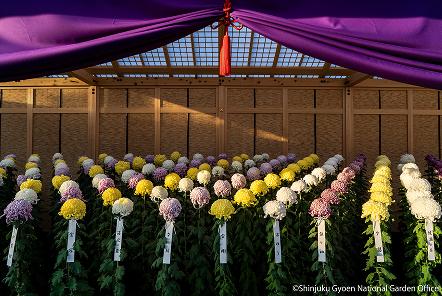 [写真 20] 新宿御苑伝統の「菊花壇展」。（クリックで拡大）