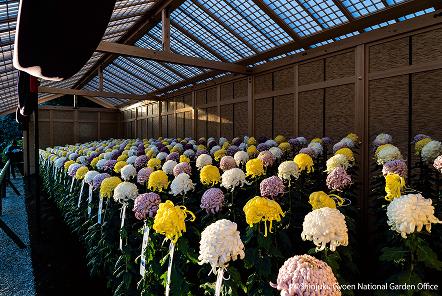 [写真 21] 新宿御苑伝統の「菊花壇展」。（クリックで拡大）