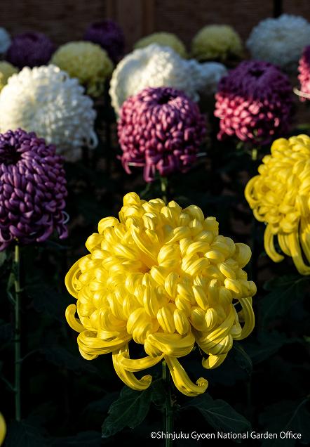 [写真 22] 新宿御苑伝統の「菊花壇展」。（クリックで拡大）