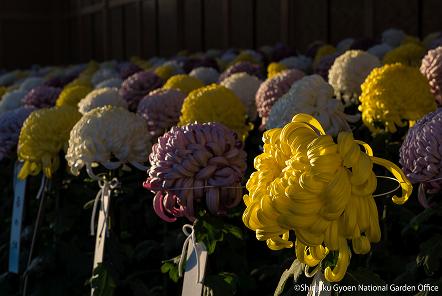 [写真 23] 新宿御苑伝統の「菊花壇展」。（クリックで拡大）
