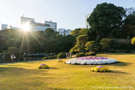 [写真 24] 新宿御苑伝統の「菊花壇展」。（クリックで拡大）