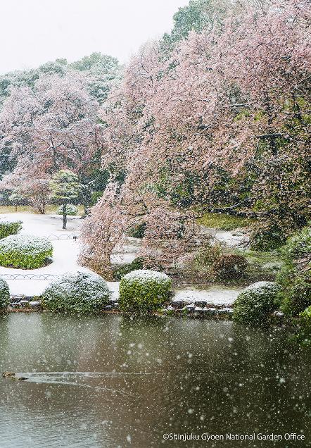 [写真 5] 冬の静寂に包まれた新宿御苑。（クリックで拡大）