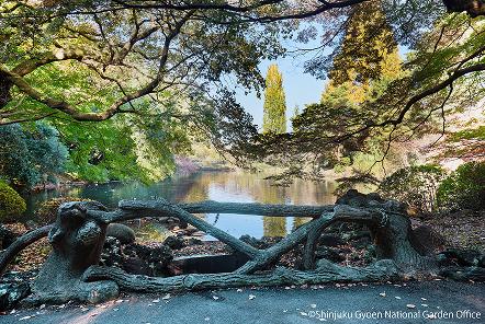 [写真 17] 新宿御苑の庭園風景。（クリックで拡大）