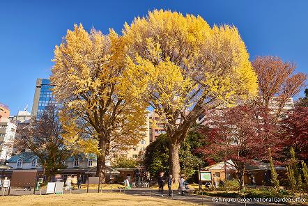 [写真 1]新宿御苑を彩る四季折々の植物。季節ごとに表情を変える樹木や草花（クリックで拡大）