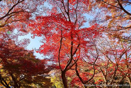 [写真 2]新宿御苑を彩る四季折々の植物。（クリックで拡大）