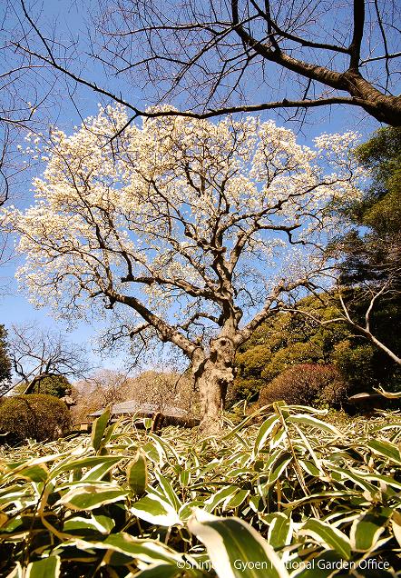 [写真 4]新宿御苑を彩る四季折々の植物。（クリックで拡大）