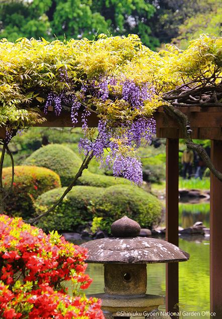 [写真 7]新宿御苑を彩る四季折々の植物。（クリックで拡大）
