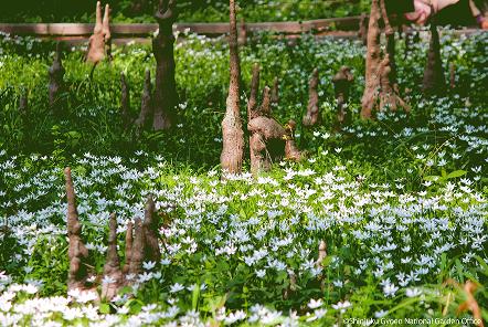 [写真 11]新宿御苑を彩る四季折々の植物。（クリックで拡大）