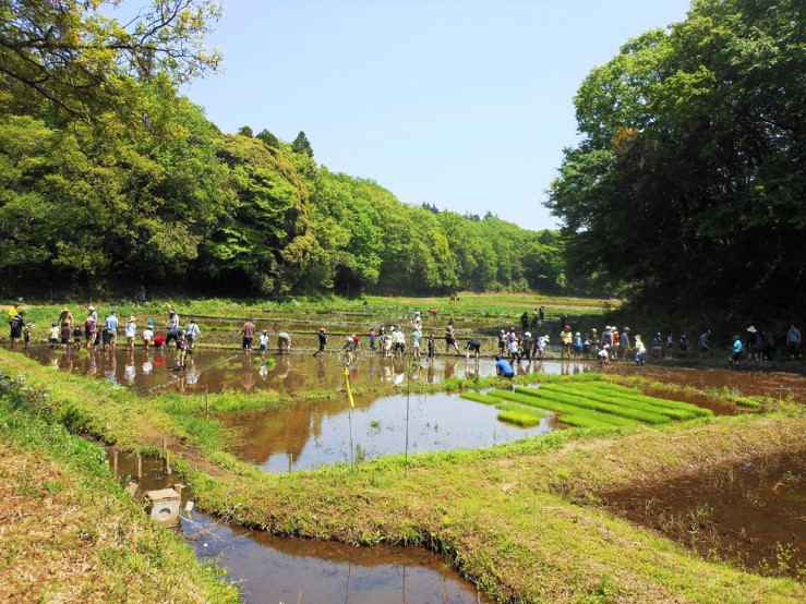 写真：堂谷津の里の田んぼで作業をする人々