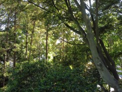 写真：天神山樹林の風景