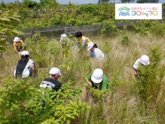 写真：海岸防災林で作業をする人々