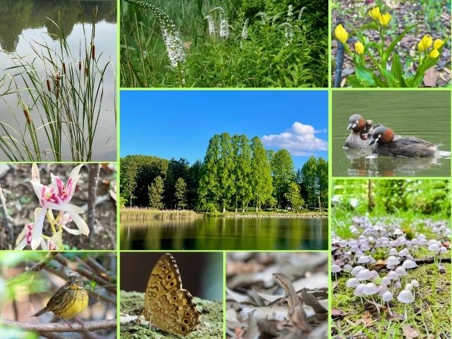 洞峰公園とその近隣公園のロゴ及びサイト内の写真