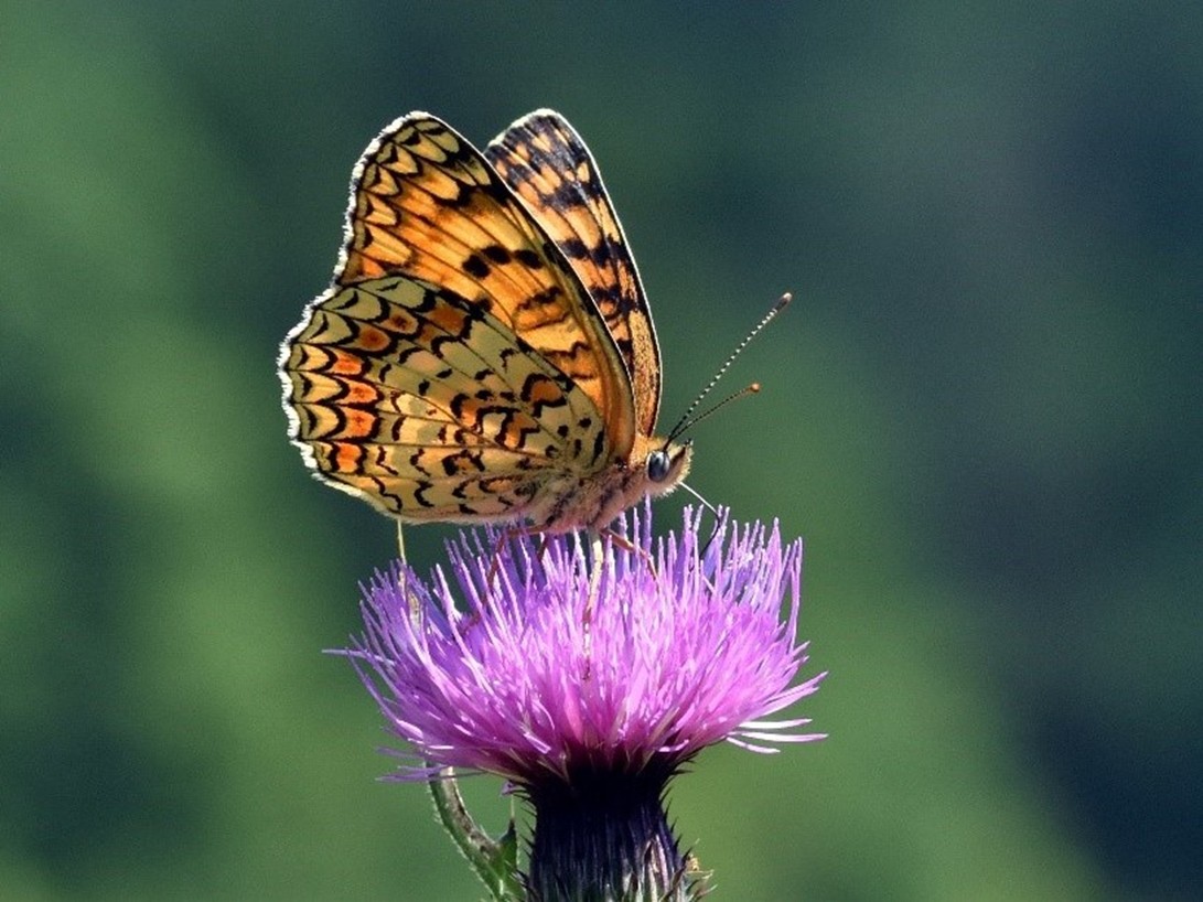 写真：三橋谷ビオトープの写真