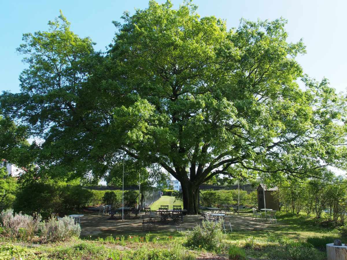 連理の木の下での写真