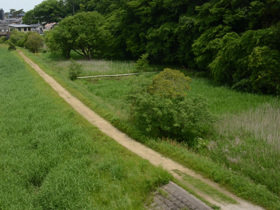 写真：坂月川ビオトープの風景