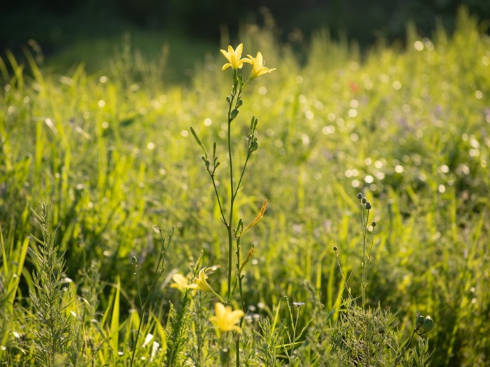 写真：阿蘇グリーンストックトラスト地（三角地/２区）に咲く花