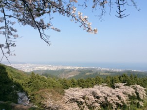 写真：辻村農園・山林の風景