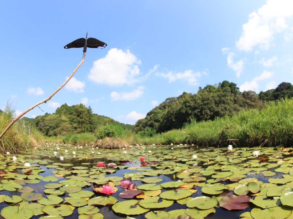 写真：四万十市トンボ自然公園のパンフレット