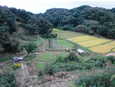 里山の花畑と崇台山の山麓画像