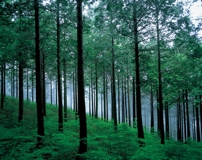 住友林業株式会社 会社イメージ画像