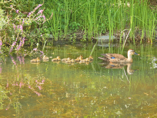 三菱電機株式会社 会社イメージ画像