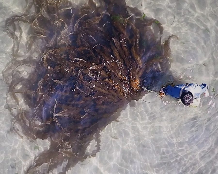 株式会社BLUABLEネイチャーポジティブ推進プラットフォーム参画希望者募集