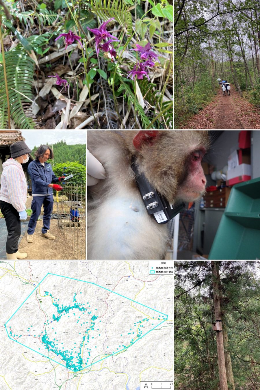 野生動植物、森林での調査作業、位置情報の地図、樹木に設置された機器などコラージュ