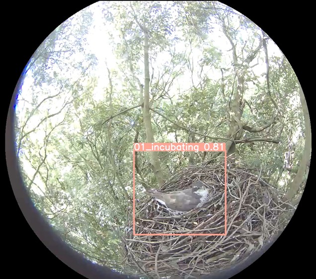 巣の中にいる鳥をモニタリングする様子