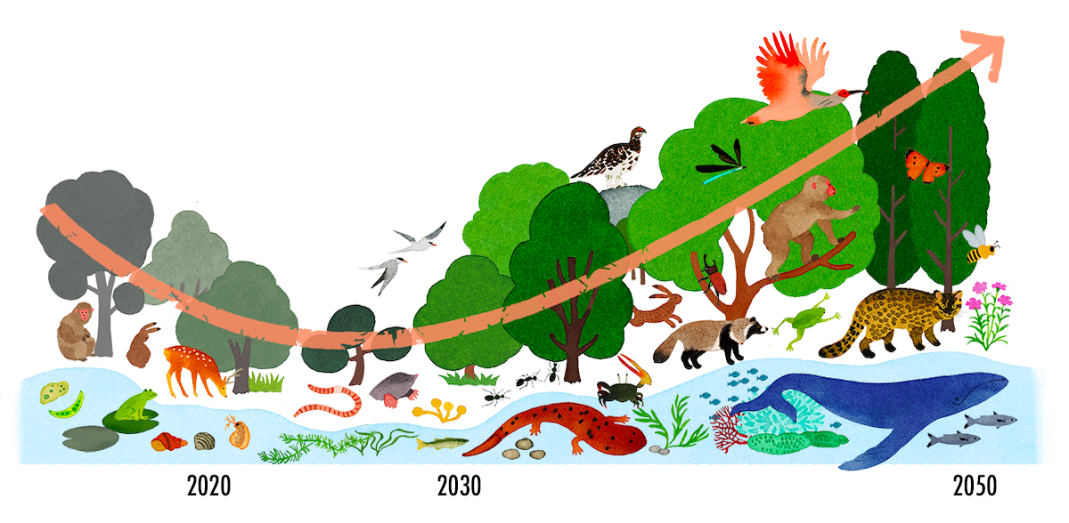 2030年には、生物多様性の損失が止まり、反転したうえで（いわゆるネイチャーポジティブ）、2050年には自然と共生する社会が実現していることを示すイラスト