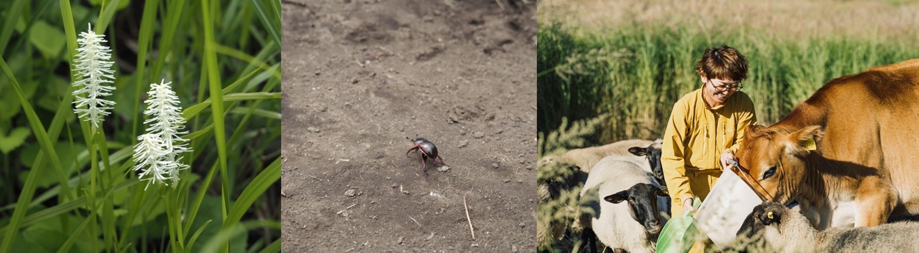 （3枚の写真）植物、虫、動物に餌をあげる人