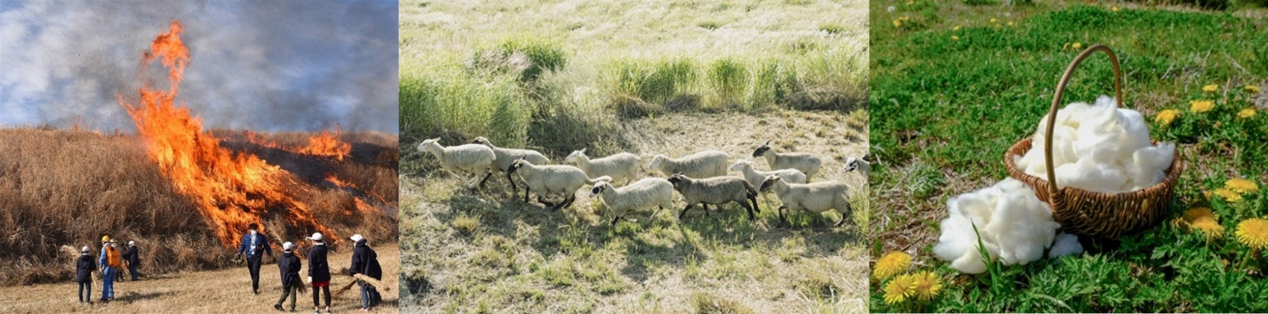 （3枚の写真）野焼きの様子、列で歩く羊、刈った後の羊の毛