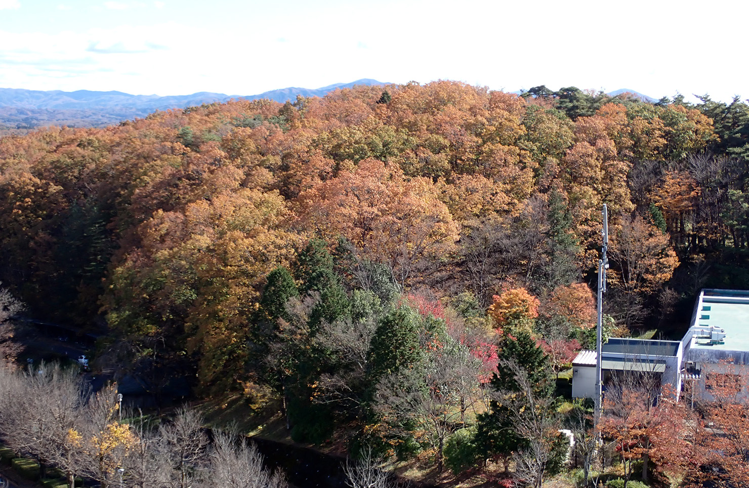 （写真）キャンパスとその周りの広大な森