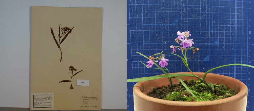 （2枚の写真）古い花を記録した資料、方眼罫のついたカッターマットの前に置かれた花