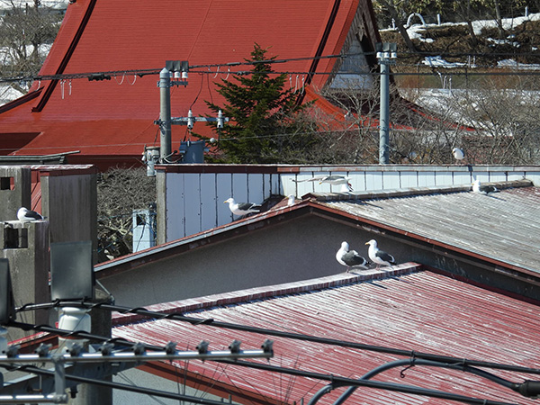 民家の屋根でくつろぐオオセグロカモメ