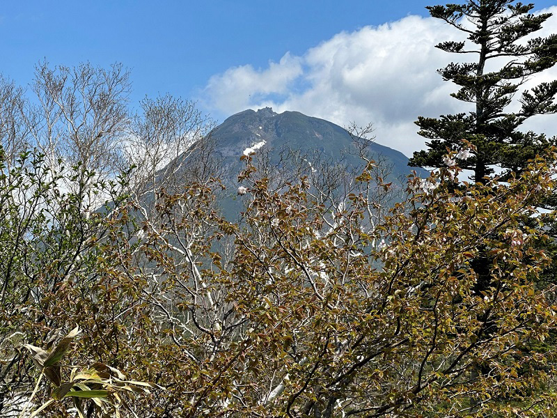 羅臼岳と開花したチシマザクラ