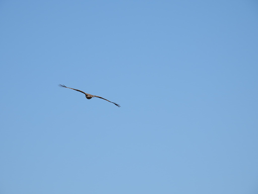 空を舞うトビ