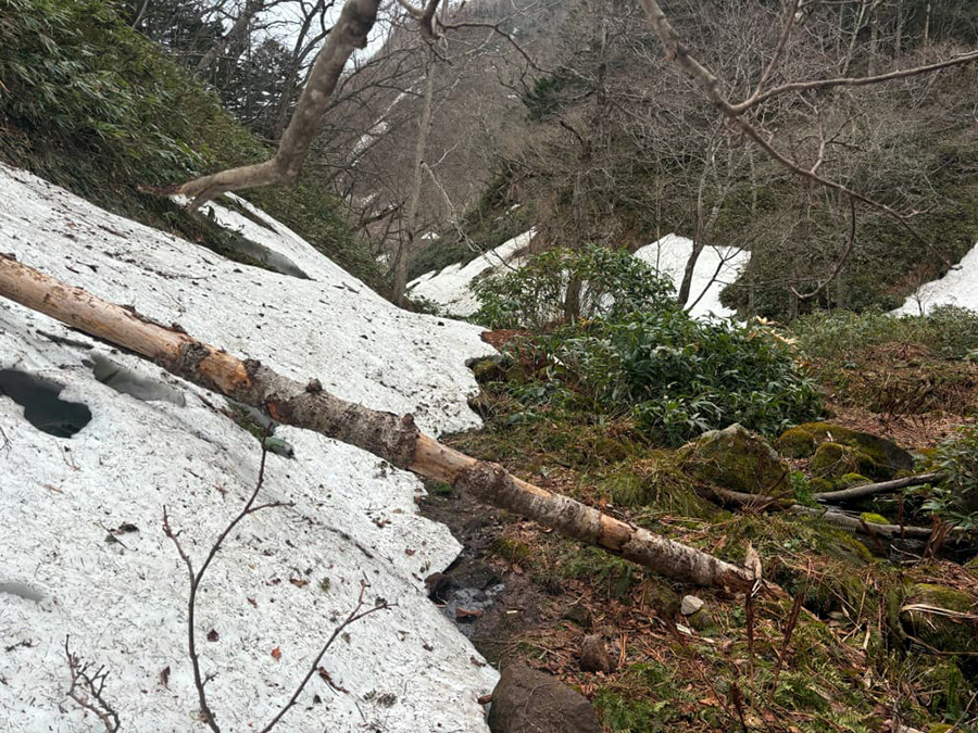樹林帯写真