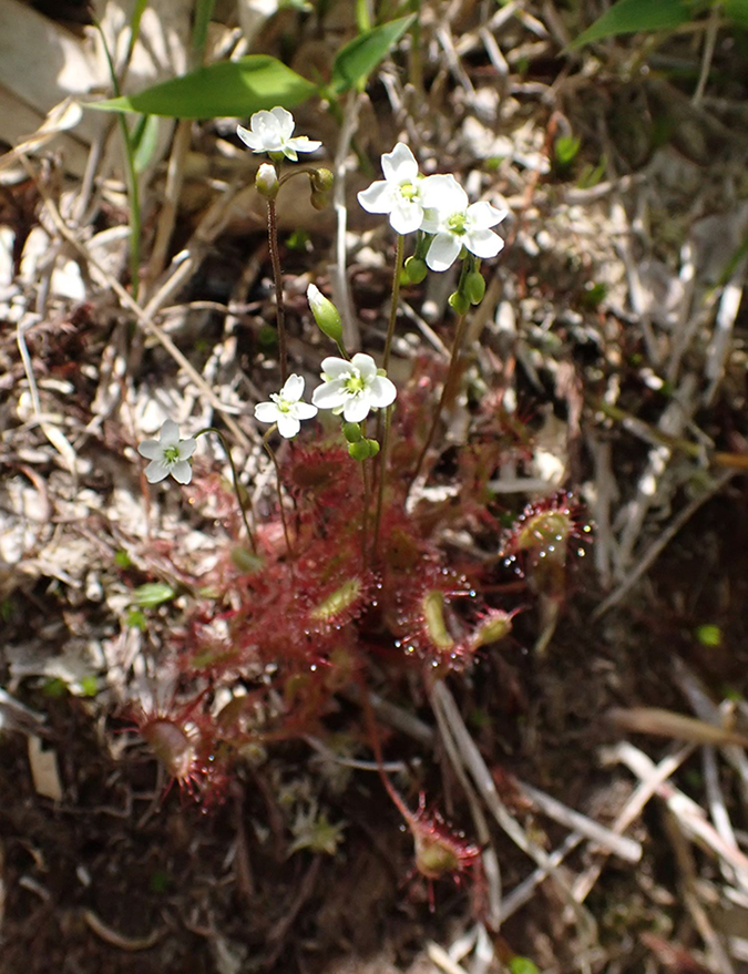 歩道脇に咲くモウセンゴケの花