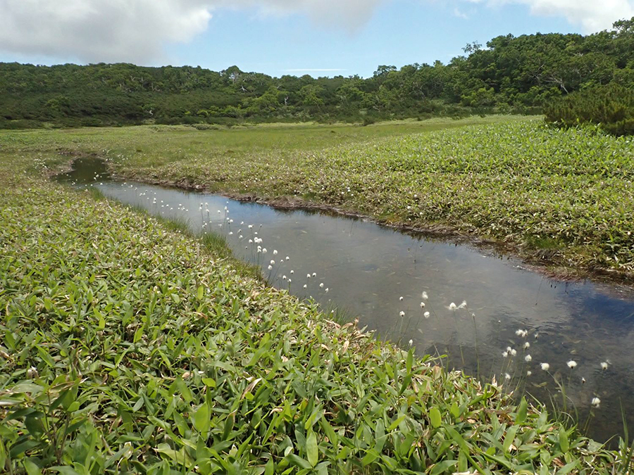 沢沿いに見られたワタスゲの果穂