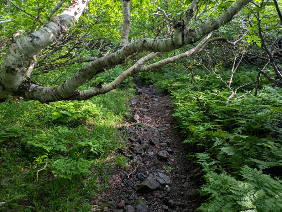 登山道にせり出した木の様子