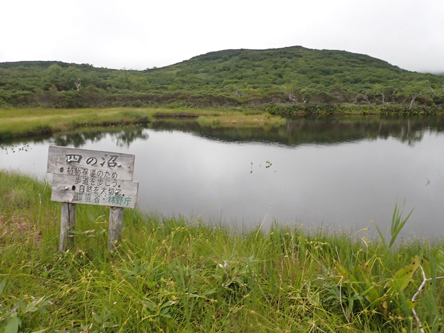 湿原が薄黄色に変わってきた四の沼