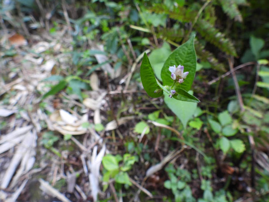 ミゾソバの写真0917