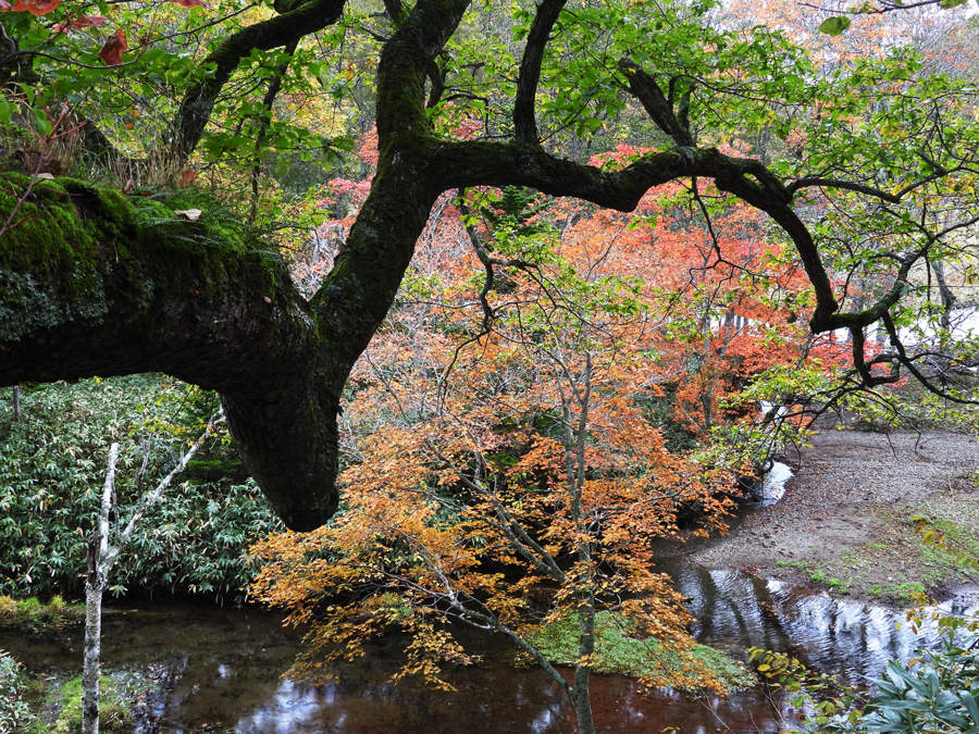 紅葉の様子