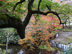 紅葉の様子