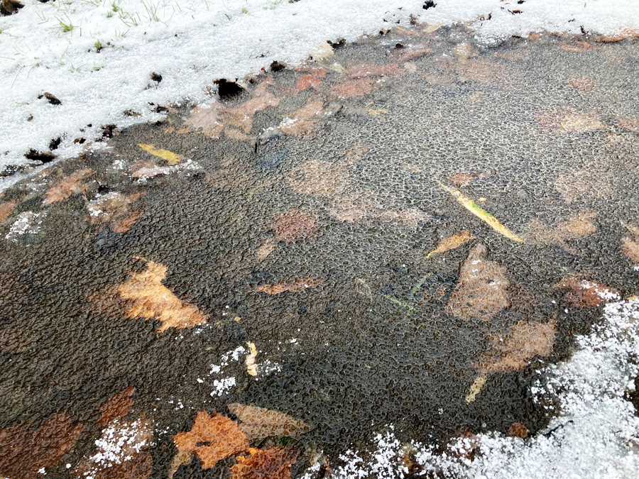 水溜りに薄氷が張っている様子
